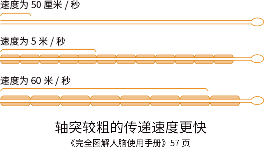 富氧让你的大脑效率从2G变5G！ image3